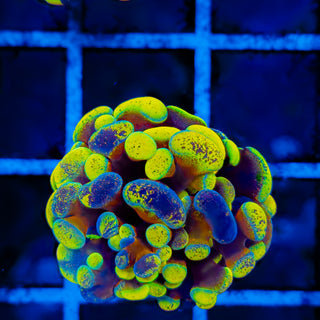 SPLATSANITY HAMMER 1003