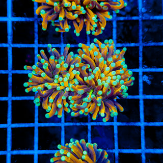 INDO SUN GOD TORCH (2 HEADS) 965