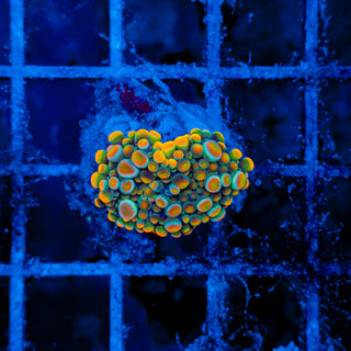 ULTRA GUMBALL MUSHROOM 616