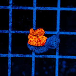 TRICOLOR JAWBREAKER MUSHROOM 608