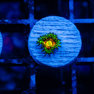 Rainbow Incinerator F460