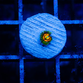 Rainbow Incinerator F461