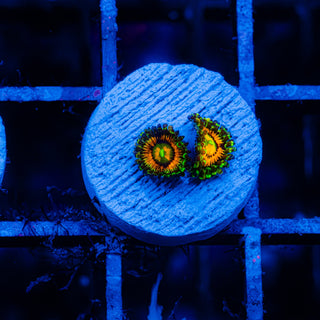 Rainbow Incinerator F462