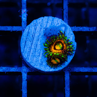 Rainbow Incinerator F463