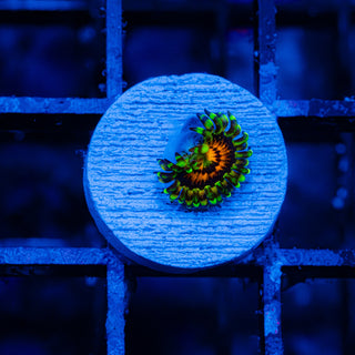 Rainbow Incinerator F464