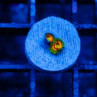 Rainbow Incinerator F465