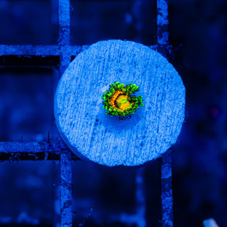 Rainbow Incinerator F466