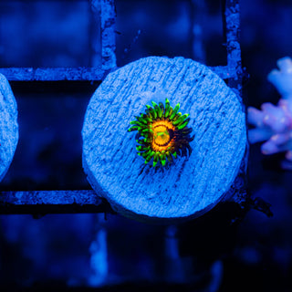 Rainbow Incinerator F467