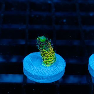 Solar Venom Mille 1080