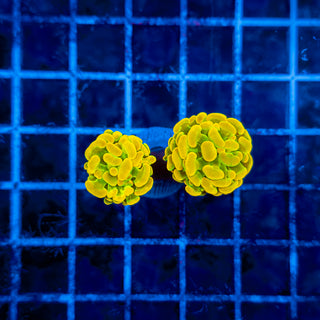 HOLY GRAIL (2 HEADS) HAMMER 328