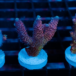 Violet Surge Mille 1045