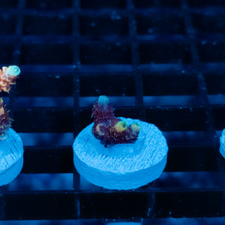 Ember Crown Mille 1009