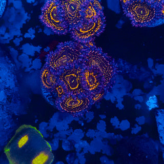 Stratosphere Zoa (10p) 810