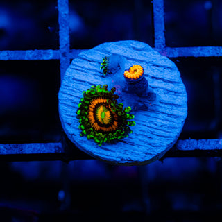 Rainbow Incinerator F469