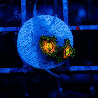 Rainbow Incinerator F470