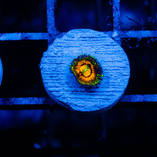 Rainbow Incinerator F471