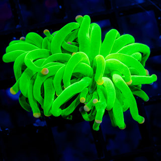 Cotton Candy 2-Head Torch G602