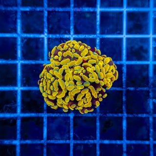 24K (4 HEADS) HAMMER 332