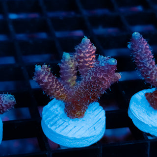 Violet Surge Mille 1044