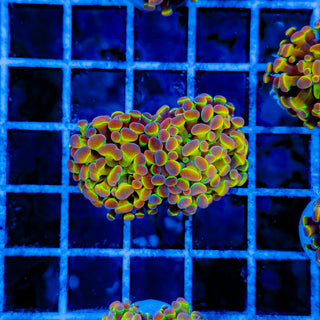 PRIMO HOLOGRAM HAMMER (2 HEADS) 994