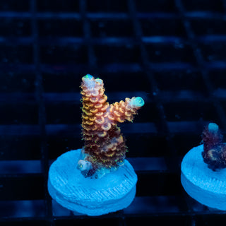 Ember Crown Mille 1008