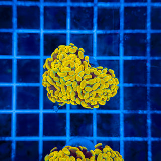 24K (3 HEADS) HAMMER 331