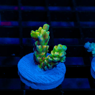 Will Be Orange Passion 318