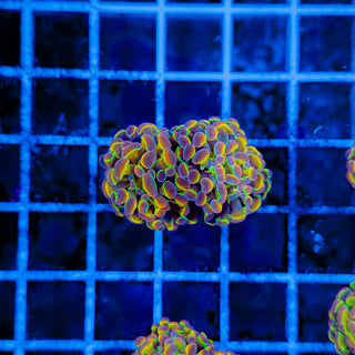 PRIMO HOLOGRAM HAMMER (2 HEADS) 998