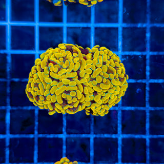 24K (5 HEADS) HAMMER 335