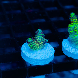 Solar Venom Mille 1077