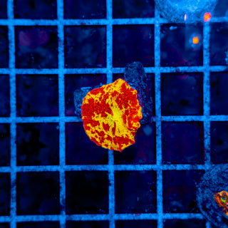 TRICOLOR JAWBREAKER 601