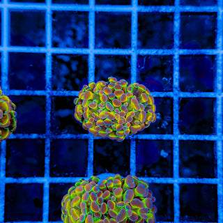 PRIMO HOLOGRAM HAMMER 997