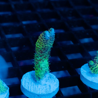 Solar Venom Mille 1076