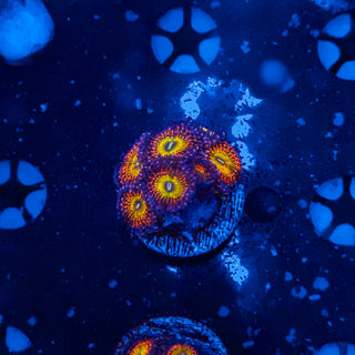 JP Bowser Zoa (7p) 806