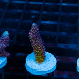 Violet Surge Mille 1042