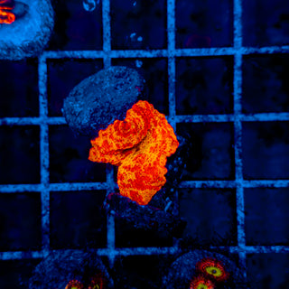 TRICOLOR JAWBREAKER 602