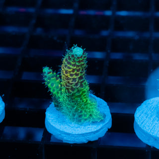 Solar Venom Mille 1075