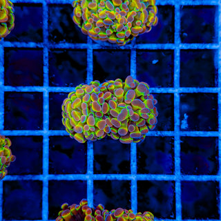 PRIMO HOLOGRAM HAMMER (2 HEADS) 1000