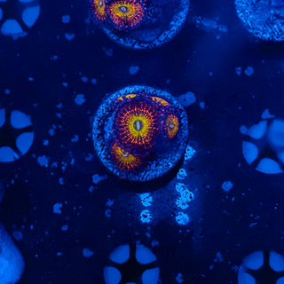 JP Bowser Zoa (5p) 805