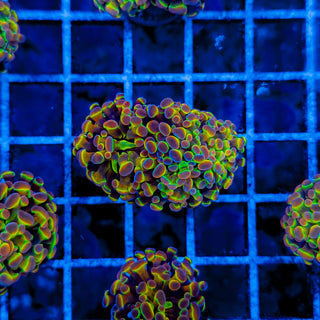 PRIMO HOLOGRAM HAMMER (2 HEADS) 999