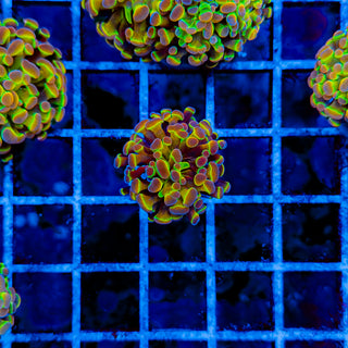 PRIMO HOLOGRAM HAMMER 1002