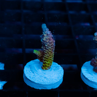 Violet Surge Mille 1039