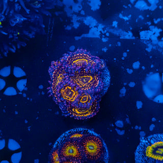 Stratosphere Zoa (6p) 803