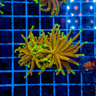 INDO GOD TORCH (2 HEADS) 934