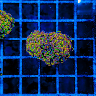 PRIMO HOLOGRAM HAMMER (2 HEADS) 1001