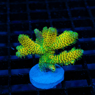 Nuclear Wraith Mille 259