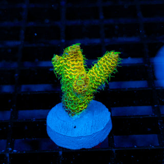 Nuclear Wraith Mille 258