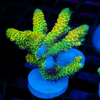 Nuclear Wraith Mille 257