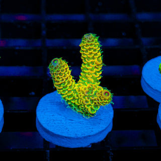 Nuclear Wraith Mille 255