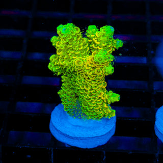 Nuclear Wraith Mille 253